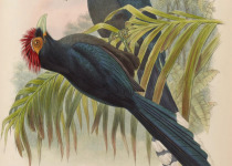 White-browed Antbird