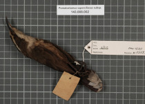 White-browed Babbler