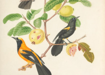 White-browed Blackbird