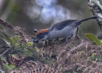 White-browed Brushfinch