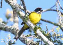 White-browed Brushfinch