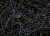 White-browed Bush Robin