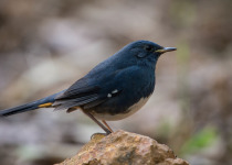 White-browed Bush Robin