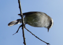 White-browed Chat-Tyrant