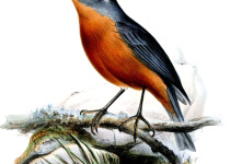 White-browed Conebill