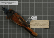 White-browed Fantail