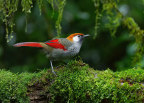 White-browed fulvetta
