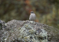 White-browed Ground-Tyrant