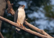 White-browed hawk