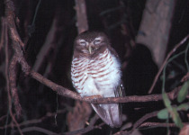 White-browed Hawk-Owl