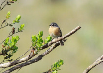 White-browed Piculet