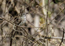 White-browed Purpletuft