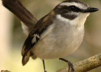 White-browed Robin