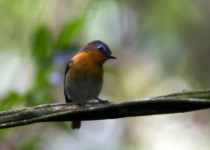 White-browed Robin-Chat