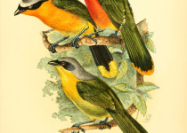 White-browed Robin-Chat