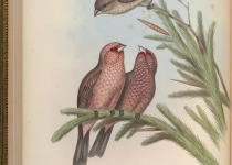 White-browed Rosefinch