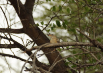 White-browed Scrub Robin