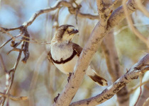 White-browed Scrubwren