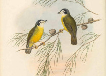 White-browed Scrubwren