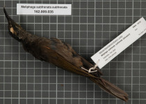 White-browed Scrubwren