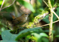 White-browed Shortwing