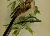 White-browed Shrike-Babbler