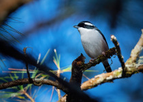 White-browed Shrike-Babbler