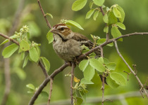 White-browed sparrow-weaver