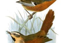 White-browed Spinetail