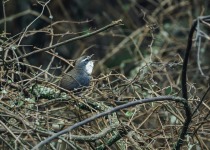 White-browed Tapaculo