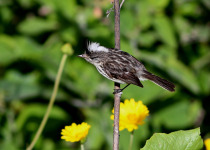 White-browed Tit-Spinetail
