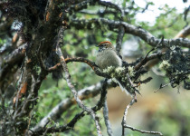 White-browed Tit-Spinetail