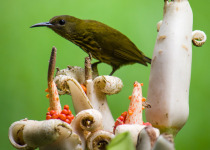 White-browed Tit-Warbler