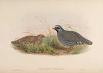 White-browed tit-warbler