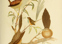 White-browed Treecreeper