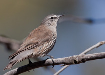 White-browed Treecreeper