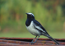 White-browed Wagtail