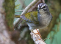 White-browed Warbler