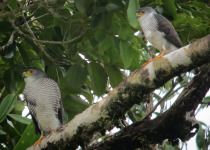 White-browed Woodpecker