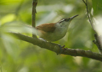 White-browed Wren