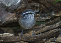 White-browed Wren