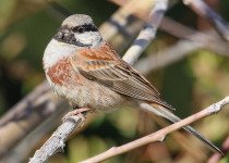 White-capped Bunting