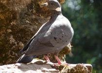 White-capped Pigeon