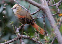 White-capped Spinetail