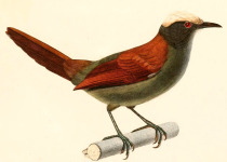 White-capped Tanager