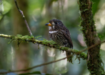 White-cheeked Antbird