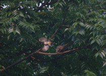 White-cheeked Bulbul