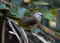 White-cheeked Bulbul
