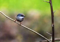 White-cheeked Bushtit