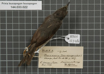 White-cheeked Honeyeater